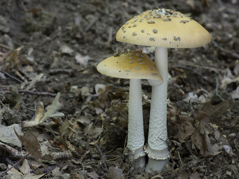 Amanita ceciliae